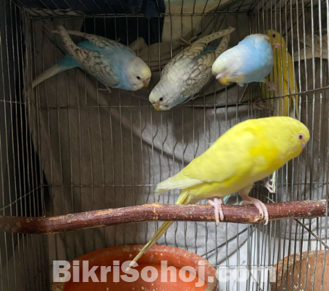 ৯ টি বাজরিগার পাখি বিক্রয় হবে